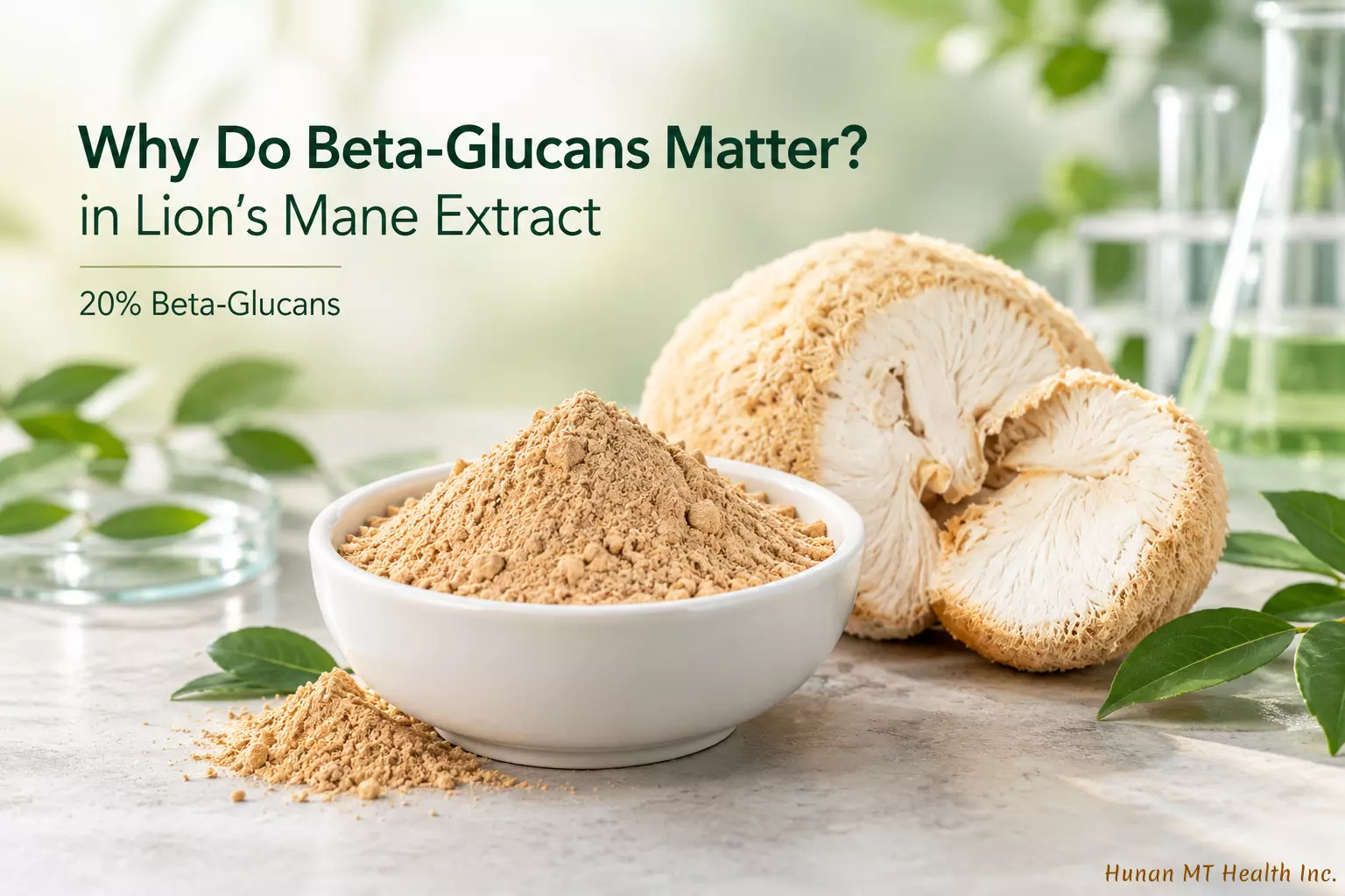 Why Do Beta-Glucans Matter in Lion’s Mane Extract?