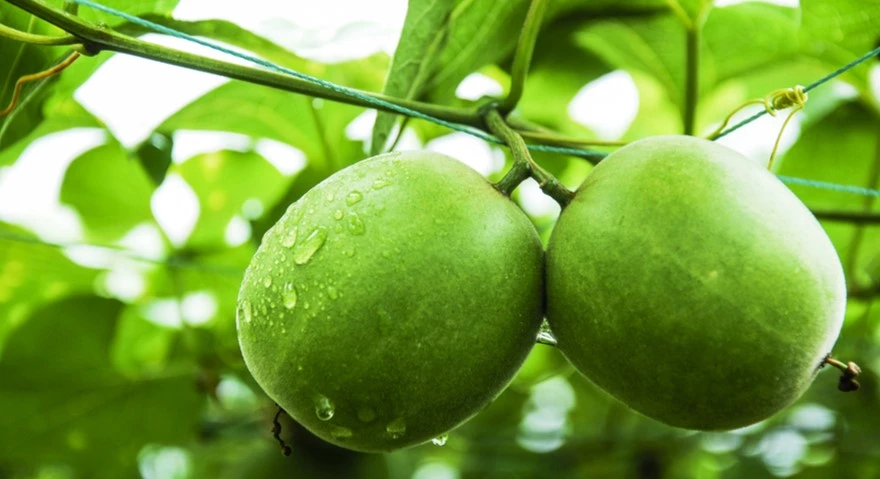 Monk fruit extract Manufacture