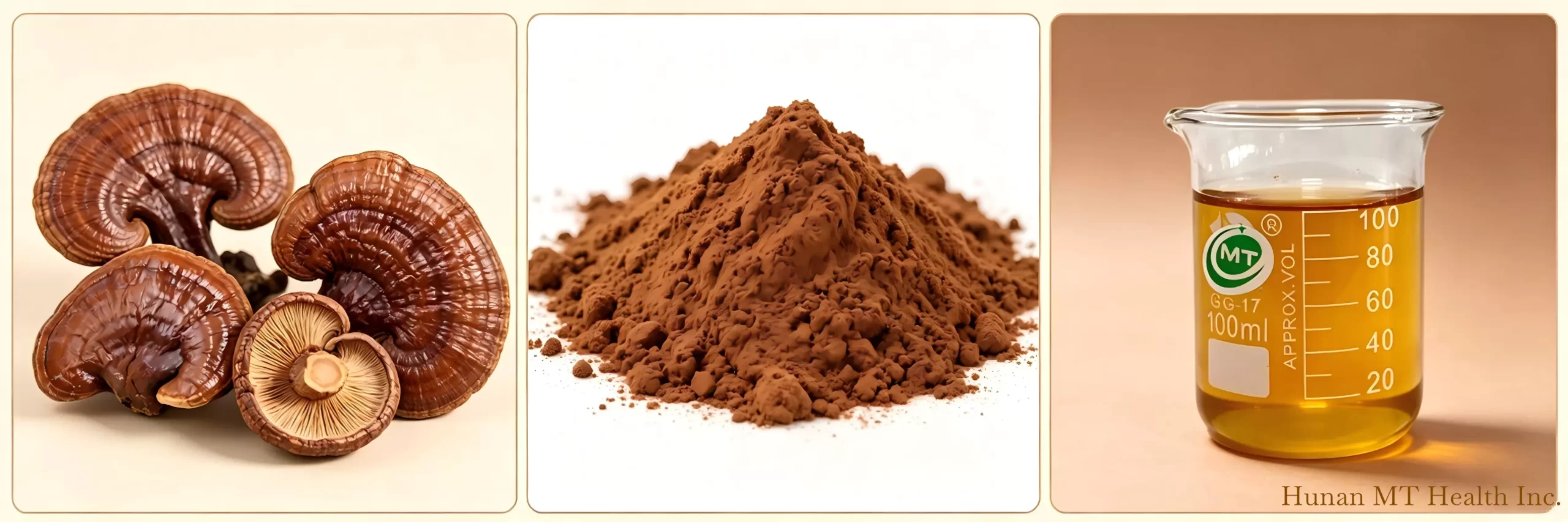 reishi extract capsules